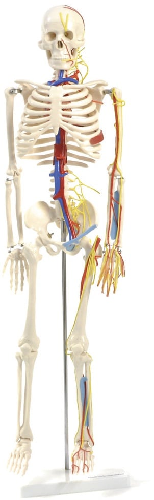 Anatomisches Skelettmodell mit Nerven und Gefäßen HeineScientific