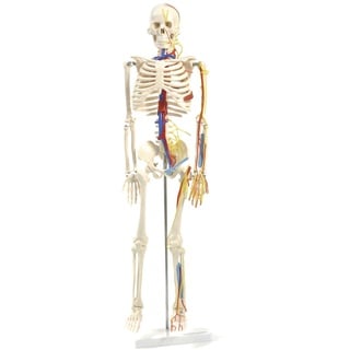 Anatomisches Skelettmodell mit Nerven und Gefäßen HeineScientific