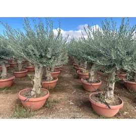 sunny-tree Sunny Tree - Olea Europea Winterharte Olivenbaum 180 cm im decotopf 45 Jahre alter Olivenbaum - Fruchttragend - immergrün - Winterhart bis -18