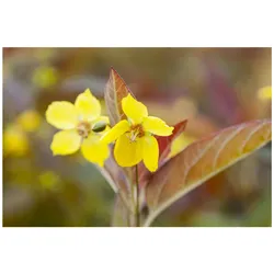 Lysimachia ciliata 'Firecracker', Goldfelberich, dunkelrot, ca. 9x9 cm Topf