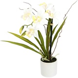 I.GE.A. Kunstorchidee »Orchidee«, beige