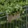 Euro3Plast Pflanzkasten Cassetta UP 50 cm taupe