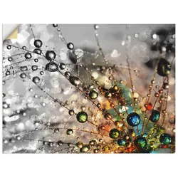 Wandbild ARTLAND "Farbenfrohe Natur", bunt (farbe bild(er): bunt), B:80cm H:60cm, Bilder, als Alubild, Outdoorbild, Leinwandbild, Poster, Wandaufkleber