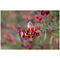 Pflanzen Für Dich Cytisus scoparius 'Maria Burkwood', Besenginster, gelb,