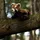 Animigos World of Nature Red Panda