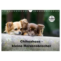Calvendo Chihuahuas - kleine Herzensbrecher (Wandkalender 2026 DIN A4