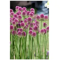Pflanzen Für Dich Allium sphaerocephalon, Kugellauch, purpurrot, ca. 9x9
