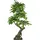 Creativ green Kunstbaum »Ficus Benjamini«, grün