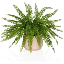 HJH Office Kunstpflanze Proliferum / grün