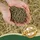 Lyra Pet Lyra Horse Senior Mineralfutter 7,6 kg