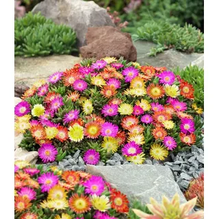BALDUR Garten 3er Winterharte Eisblumen Summer Mix, Pflanzen im 9x9 cm-Topf, Delosperma congesta, Bodendecker, winterharte Staude, trockenresistent, mehrjährig, bienenfreundlich, pflegeleicht