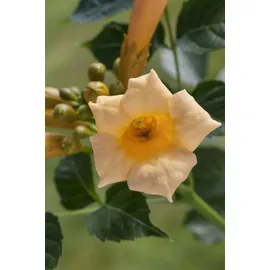 PlantaPro Trompetenblume Campsis radicans Flava 40-60 cm winterhart Kletterpflanze
