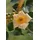 PlantaPro Trompetenblume Campsis radicans Flava 40-60 cm winterhart Kletterpflanze