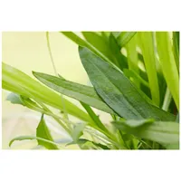 Pflanzen Für Dich Plantago lanceolata, Spitzwegerich, ca. 9x9 cm