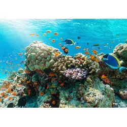Fototapete PAPERMOON "UNTERWASSER-WELT-GOURAMI FISCHE KORALLE SEE MEER TIERE", bunt, B:3,50m L:2,60m, Vlies, Tapeten