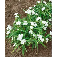 Pflanzen Für Dich Tradescantia x andersoniana 'Innocence', weiß, ca.
