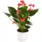 Dehner Große Flamingoblume - Anthurium andreanum, rosa, Pink, Rosa