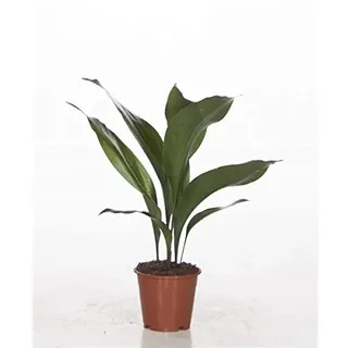Aspidistra Elatior 50 cm - Schusterpalme/Metzgerpalme - Robuste Zimmerpflanze für pflegeleichte Raumbegrünung, Luftreinigung & Schattenverträglichkeit