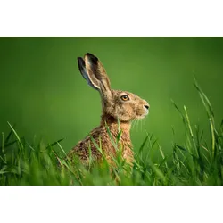 Fototapete PAPERMOON "hase in wiese", bunt, B:2,00m L:1,49m, Vlies, Tapeten