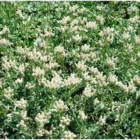 Pflanzen Für Dich Antennaria dioica 'Alba', Katzenpfötchen, ca. 9x9