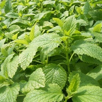 Luojuny Stevia-Samen, 400 Stück/Beutel, Stevia-Samen, mehrjähriges, ertragreiches Kraut, schöne grüne Blätter, Pflanzen für den Gartenbau Stevia-Samen