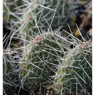 die nr-01.de Feigenkaktus - Opuntia polyacantha