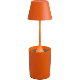 SOMPEX Peeky orange