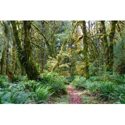 Fototapete PAPERMOON "TROPISCHER WALD-BAUM DSCHUNGEL FARNE", bunt, B:2,50m L:1,86m, Vlies, Tapeten