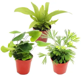 Exotenherz Mini Farn Trio Set mit 3 Verschiedenen Mini Farnen Asplenium Actiniopteris Hemionitis