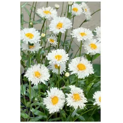 Leucanthemum x superbum 'Snehurka', Margerite, weiß, ca. 9x9 cm Topf