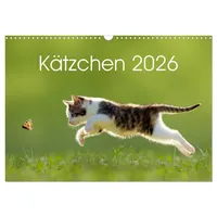 Calvendo Kätzchen 2026 (Wandkalender 2026 DIN A3 quer), CALVENDO
