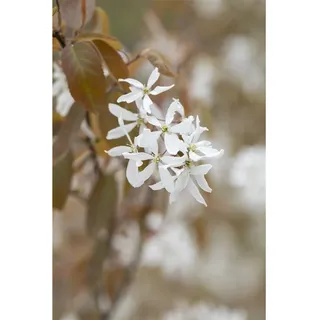 Pflanzen Für Dich Amelanchier Ballerina Felsenbirne, weiß, 60–100 cm