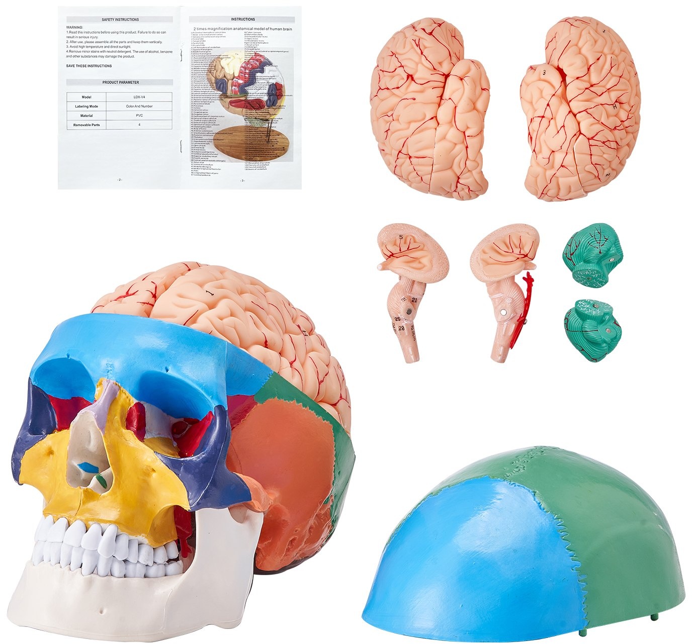 VEVOR Menschliches Schädelmodell, 8 Teile Gehirn & 3 Teile Schädel, Lebensgroßes Bemaltes Anatomie-Schädelmodell, Anatomischer PVC-Schädel, Abnehmbares Lernschädelmodell für Professionelle Lehre