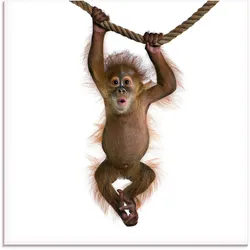 Glasbild ARTLAND "Baby Orang Utan hängt an Seil II", weiß (farbe bild(er): weiß), B:20cm H:20cm, Bilder, in verschiedenen Größen