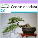 Saflax - Bonsai - Cedrus deodara