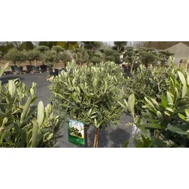 grünwaren Olivenbaum Olive 160 - 180 cm Hochstamm, beste Qualität, winterhart