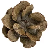 NaDeco Bastelnaturmaterial Banksia Laricina Zapfen 5-7 cm