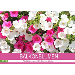 Balkonblumen. Die Blütenpracht für Blumenkästen (Wandkalender 2022 DIN A2 quer)