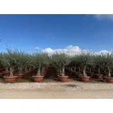 sunny-tree Olea Europea Winterharte Olivenbaum 180 cm im decotopf 45 Jahre alt