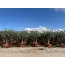 sunny-tree Olea Europea Winterharte Olivenbaum 180 cm im decotopf 45 Jahre alt