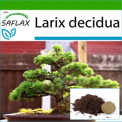 SAFLAX - Bonsai - Europäische Lärche - 75 Samen - Mit Topfsubstrat für bessere Kultivierung - Larix decidua