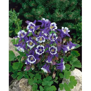 Pflanzen Für Dich Aquilegia caerulea 'Blue Star', Akelei ca. 9x9 cm Topf