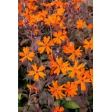 PlantaPro Lychnis x arkwrightii 'Orange Zwerg' 11 cm Topf – Winterhart, Mehrjährig, Pflegeleicht – Nelkenleimkraut – Staude für Beet & Rabatte