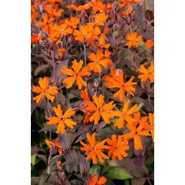 PlantaPro Lychnis x arkwrightii 'Orange Zwerg' 11 cm Topf – Winterhart, Mehrjährig, Pflegeleicht – Nelkenleimkraut – Staude für Beet & Rabatte