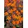 PlantaPro Lychnis x arkwrightii 'Orange Zwerg' 11 cm Topf – Winterhart, Mehrjährig, Pflegeleicht – Nelkenleimkraut – Staude für Beet & Rabatte