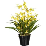 Creativ green Kunstorchidee Oncidie Dancing Queen Orchidee Oncidie, Creativ green, Höhe 60 cm gelb