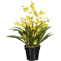 Creativ green Kunstorchidee Oncidie Dancing Queen Orchidee Oncidie, Creativ green, Höhe 60 cm gelb