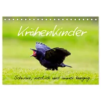 Calvendo Krähenkinder - Schwarz, niedlich und immer hungrig (Tischkalender