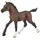 Schleich Horse Club Araber Fohlen 13762