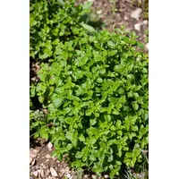 Pflanzen Für Dich Calamintha nepeta 'Triumphator', Bergminze, ca. 9x9